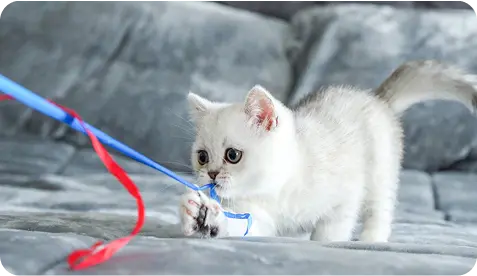 cat with rebin