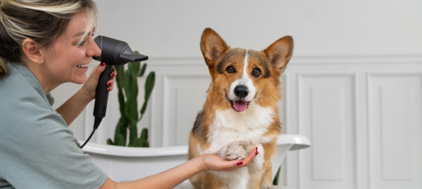 Professional Dog Grooming and Experienced Dog Groomers in Chicago