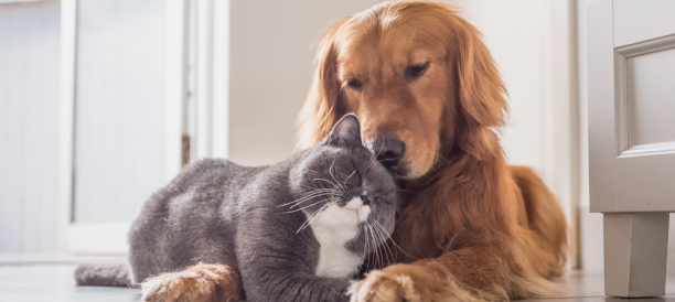 Trusted Pet Grooming Services and Best Pet Groomers in Cook