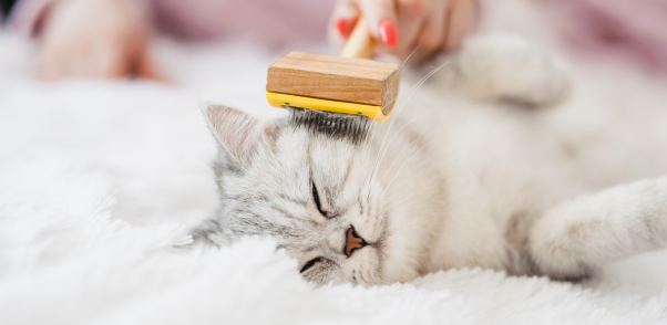 Top Cat Grooming Services and Cat Groomers in Orange