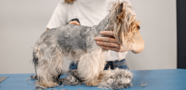 Professional Dog Grooming and Experienced Dog Groomers in Union