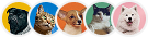Joined pets to Groomit