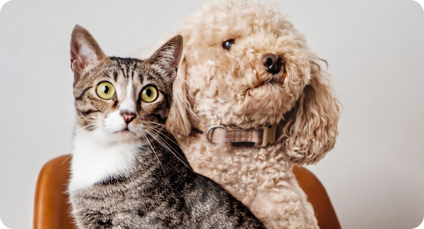 Cat Dog