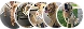 Pet Group